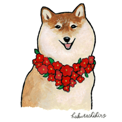 はくたちひろ_赤柴4-1