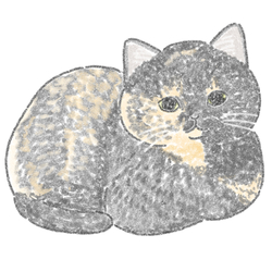 もちこ_サビ猫4-2