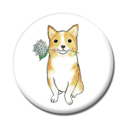 shoco_コーギー5-1