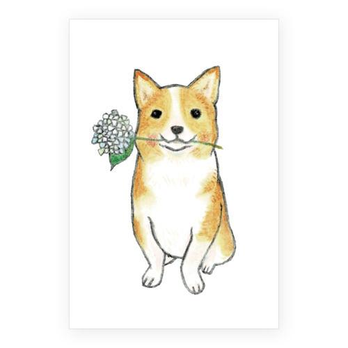 shoco_コーギー5-1