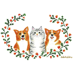 はくたちひろ_コーギー&アメリカンショートヘア5-1