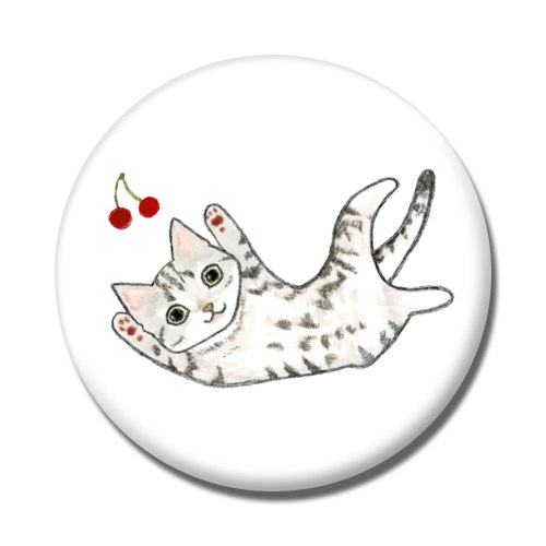 shoco_アメリカンショートヘア5-1