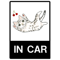 shoco_アメリカンショートヘア5-1