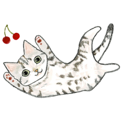 shoco_アメリカンショートヘア5-1