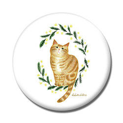 はくたちひろ_アメリカンショートヘア5-1