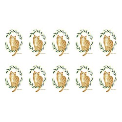 はくたちひろ_アメリカンショートヘア5-1