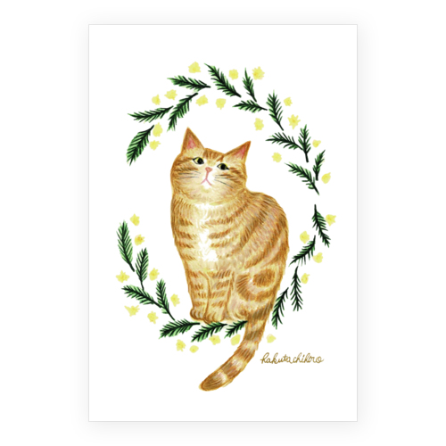 はくたちひろ_アメリカンショートヘア5-1