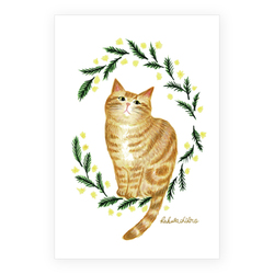 はくたちひろ_アメリカンショートヘア5-1