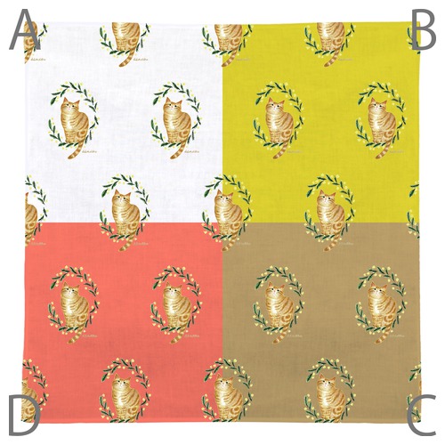 はくたちひろ_アメリカンショートヘア5-1