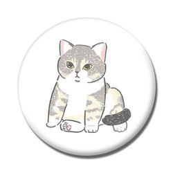 もちこ_アメリカンショートヘア5-1