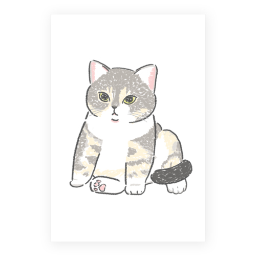 もちこ_アメリカンショートヘア5-1