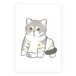 もちこ_アメリカンショートヘア5-1