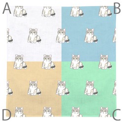 もちこ_アメリカンショートヘア5-1