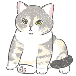 もちこ_アメリカンショートヘア5-1