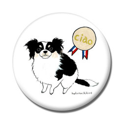 はくたちひろ_チワワ6-1