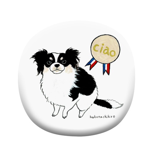 はくたちひろ_チワワ6-1