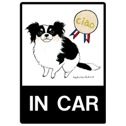 はくたちひろ_チワワ6-1