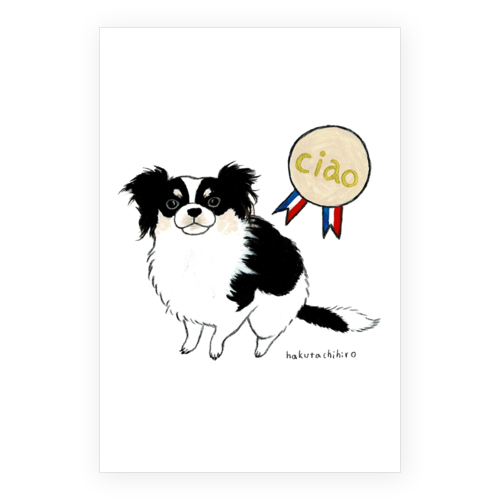 はくたちひろ_チワワ6-1