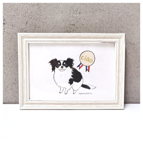 はくたちひろ_チワワ6-1