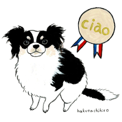 はくたちひろ_チワワ6-1