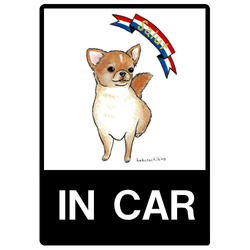 はくたちひろ_チワワ6-2