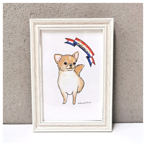 はくたちひろ_チワワ6-2