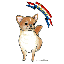 はくたちひろ_チワワ6-2