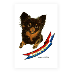 はくたちひろ_チワワ6-3