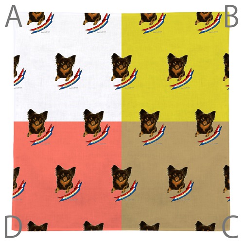 はくたちひろ_チワワ6-3