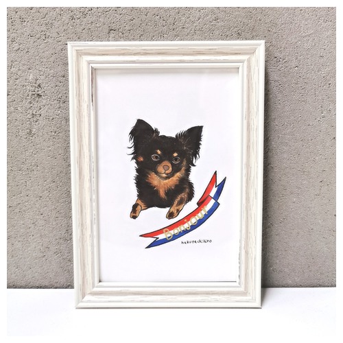 はくたちひろ_チワワ6-3