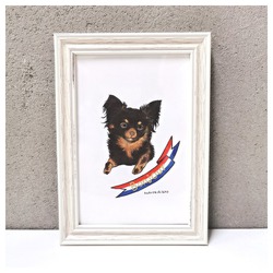 はくたちひろ_チワワ6-3