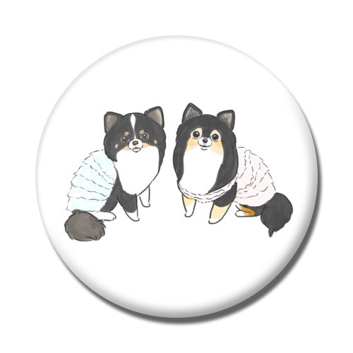 もちこ_チワワ6-1