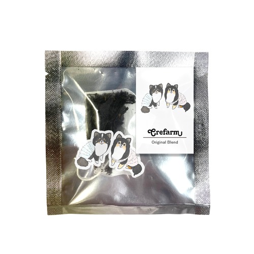 もちこ_チワワ6-1