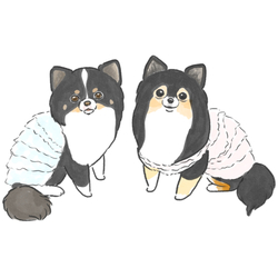 もちこ_チワワ6-1