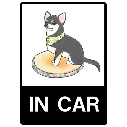 もちこ_チワワ6-3