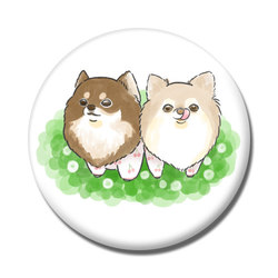 もちこ_チワワ6-4