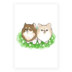 もちこ_チワワ6-4