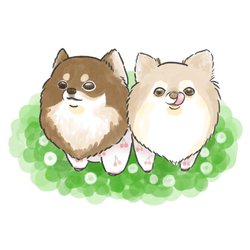 もちこ_チワワ6-4